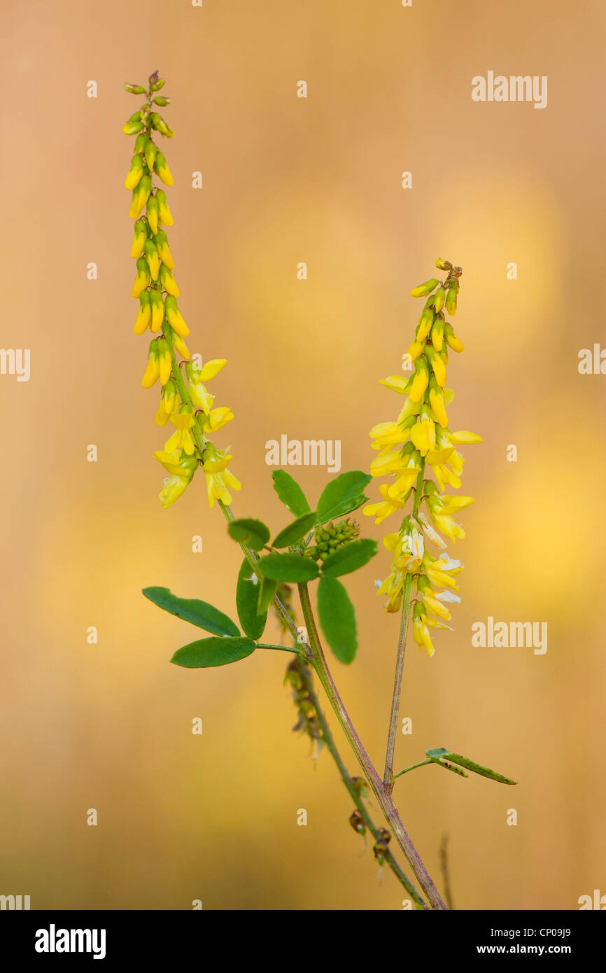 gemeinsamen Melilot, gerippte Melilot, gelbe Melilot, gelbe Sweetclover (Melilotus Officinalis), blühen, Deutschland, Rheinland-Pfalz Stockfoto