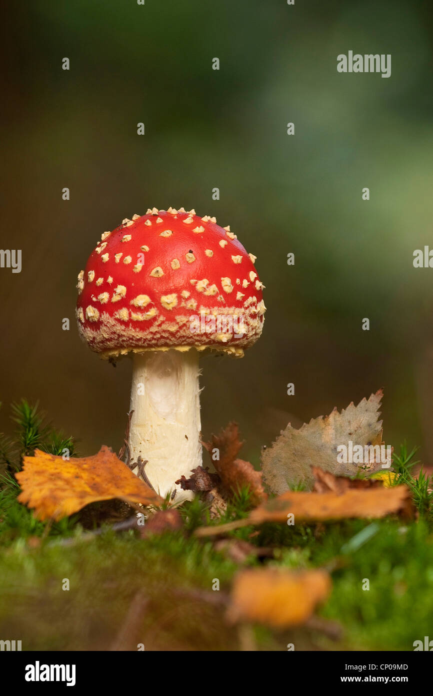 Fliegenpilz (Amanita Muscaria), Deutschland, Rheinland-Pfalz Stockfoto