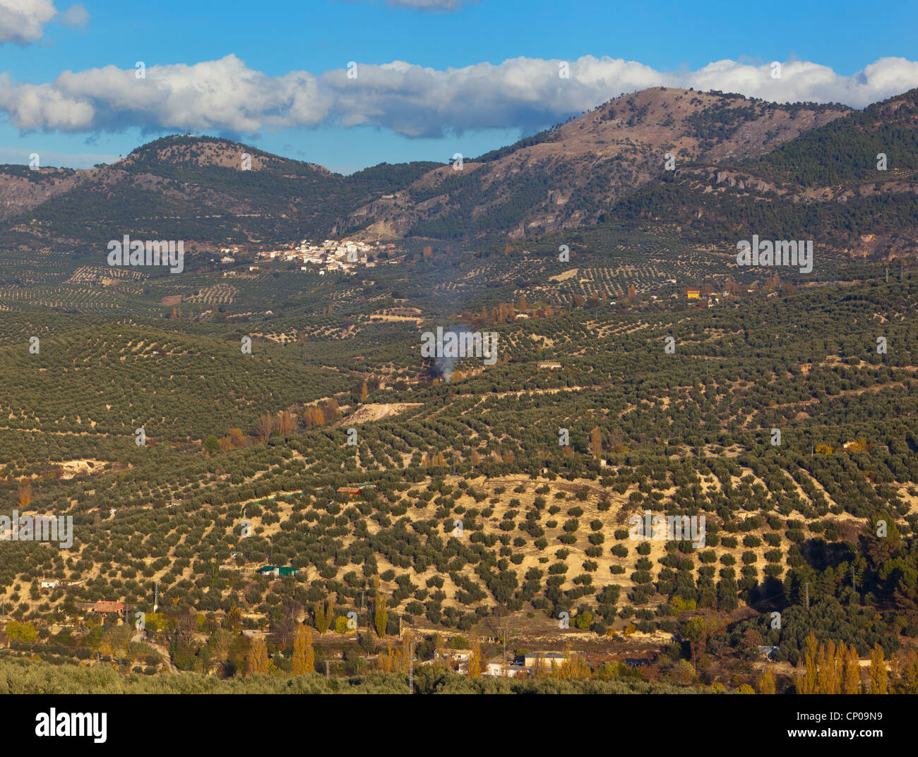 Olivenhaine in der Nähe von Cazorla, Provinz Jaen, Andalusien, Südspanien. Stockfoto