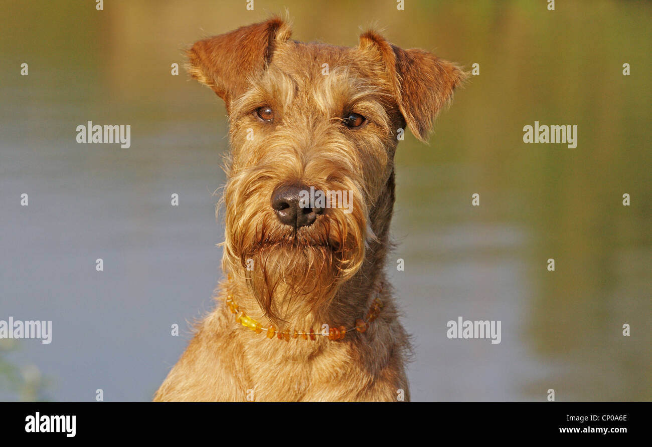 Irish Terrier (Canis Lupus F. Familiaris), Portrait eines sieben Jahre alten Individuums Stockfoto