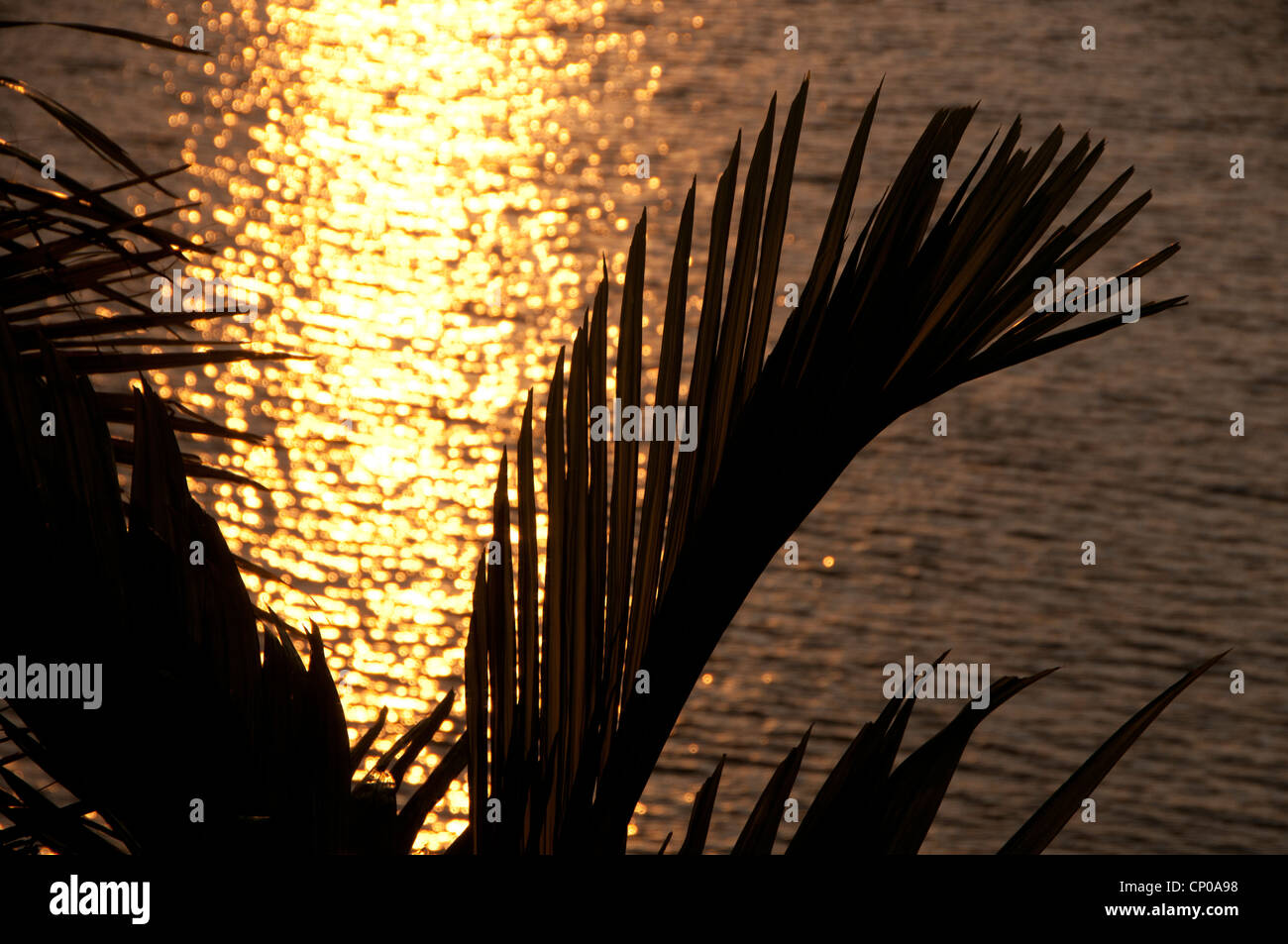 Sonnenuntergang mit Palmen. Stockfoto