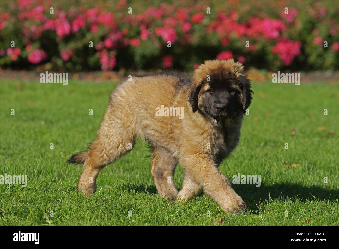 Leonberger (Canis Lupus F. Familiaris), Welpe 12 Wochen alt auf einer Wiese Stockfoto