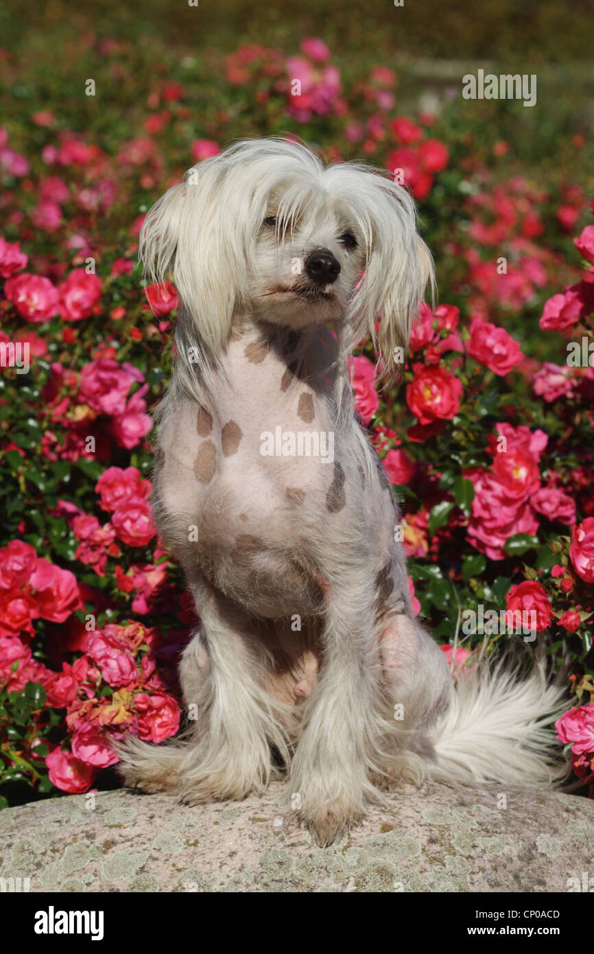 Chinese Crested Dog (Canis Lupus F. Familiaris), 16 Monate alt Individuum vor einer rose Hecke Stockfoto