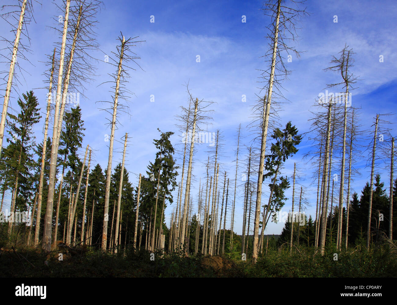 Gemeine Fichte (Picea Abies), Sturmschäden in einem Fichtenwald nach Kyrill 2007, Deutschland, Eifel Nationalpark Stockfoto