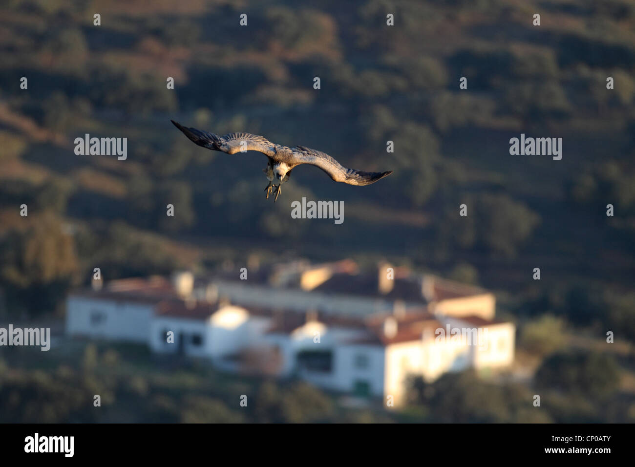 Gänsegeier (abgeschottet Fulvus), fliegen über eine Finca Spanien, Extremadura, Monfraguee Stockfoto