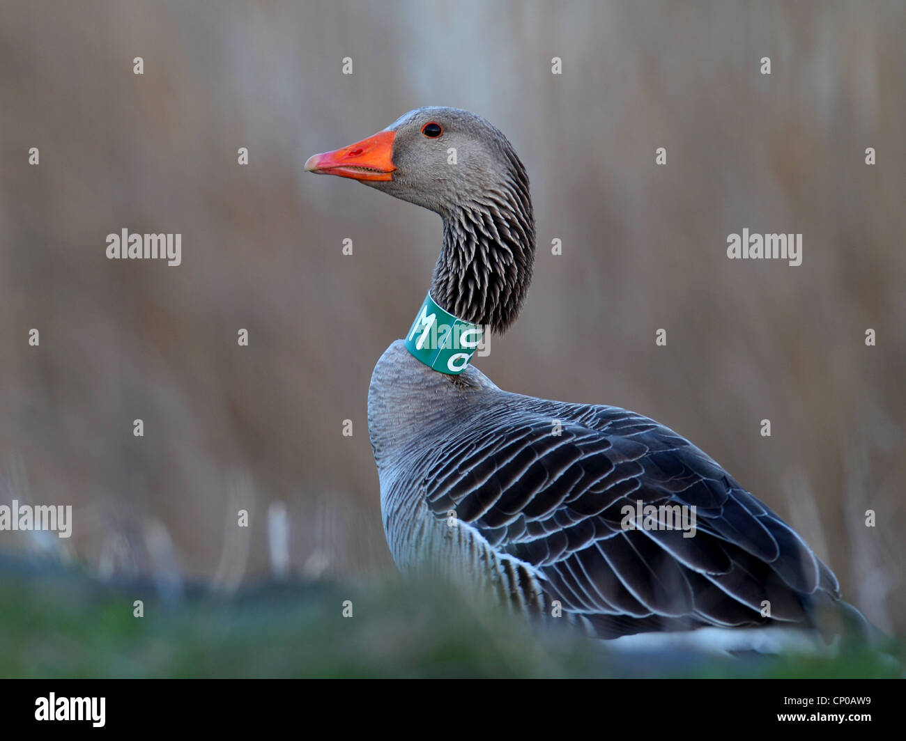 Graugans (Anser Anser), mit Halsring, Niederlande, Friesland Stockfoto