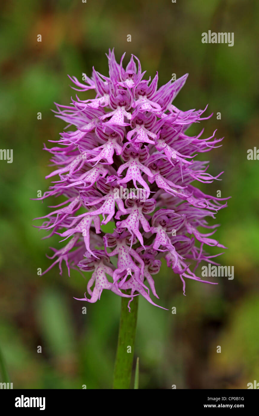 Italienische Orchidee (Orchis Italica), Blütenstand, Griechenland, Lesbos Stockfoto