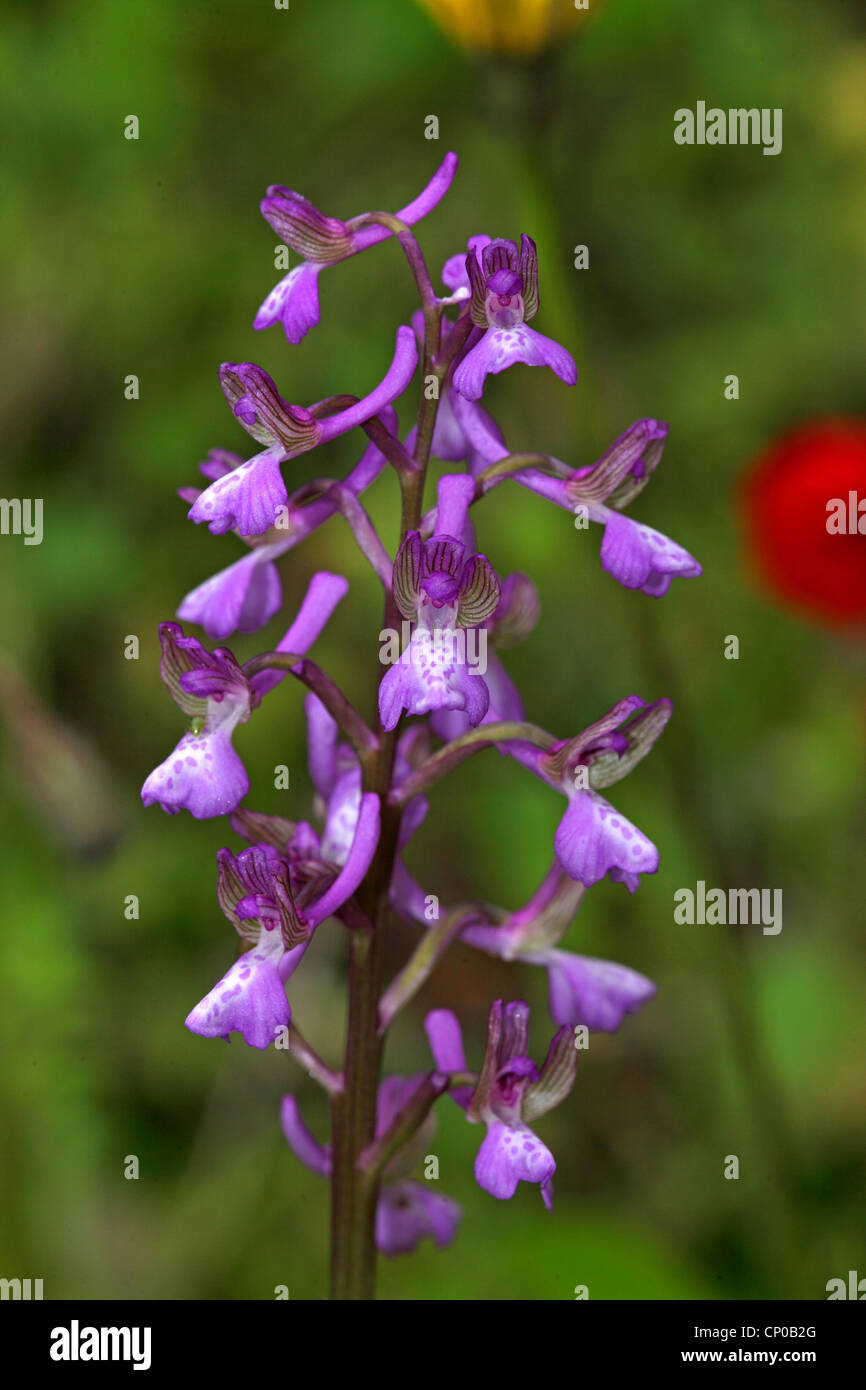 Green-winged Orchid, grün-winged Wiese Orchidee (Orchis Morio), Blütenstand, Griechenland, Lesbos Stockfoto