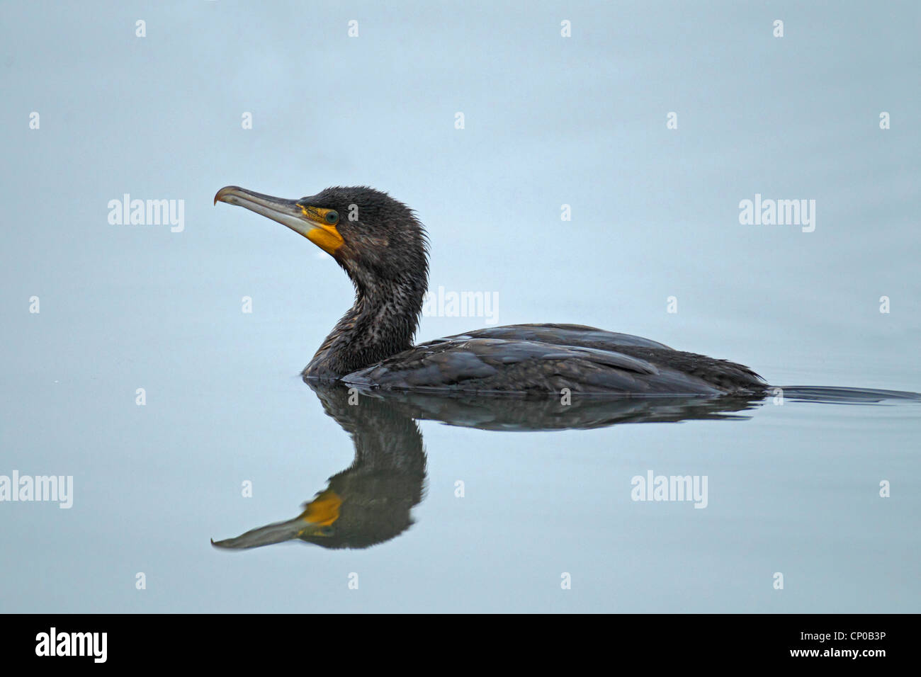 Kormoran (Phalacrocorax Carbo), Schwimmen, Niederlande Stockfoto