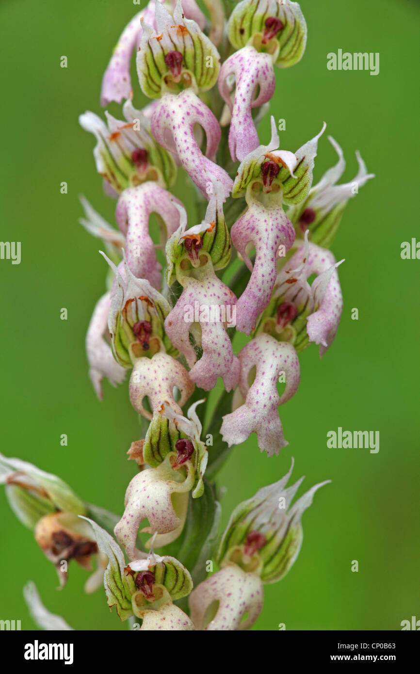 Orchis Lactea (Orchis Lactea), Blütenstand, Griechenland, Lesbos Stockfoto