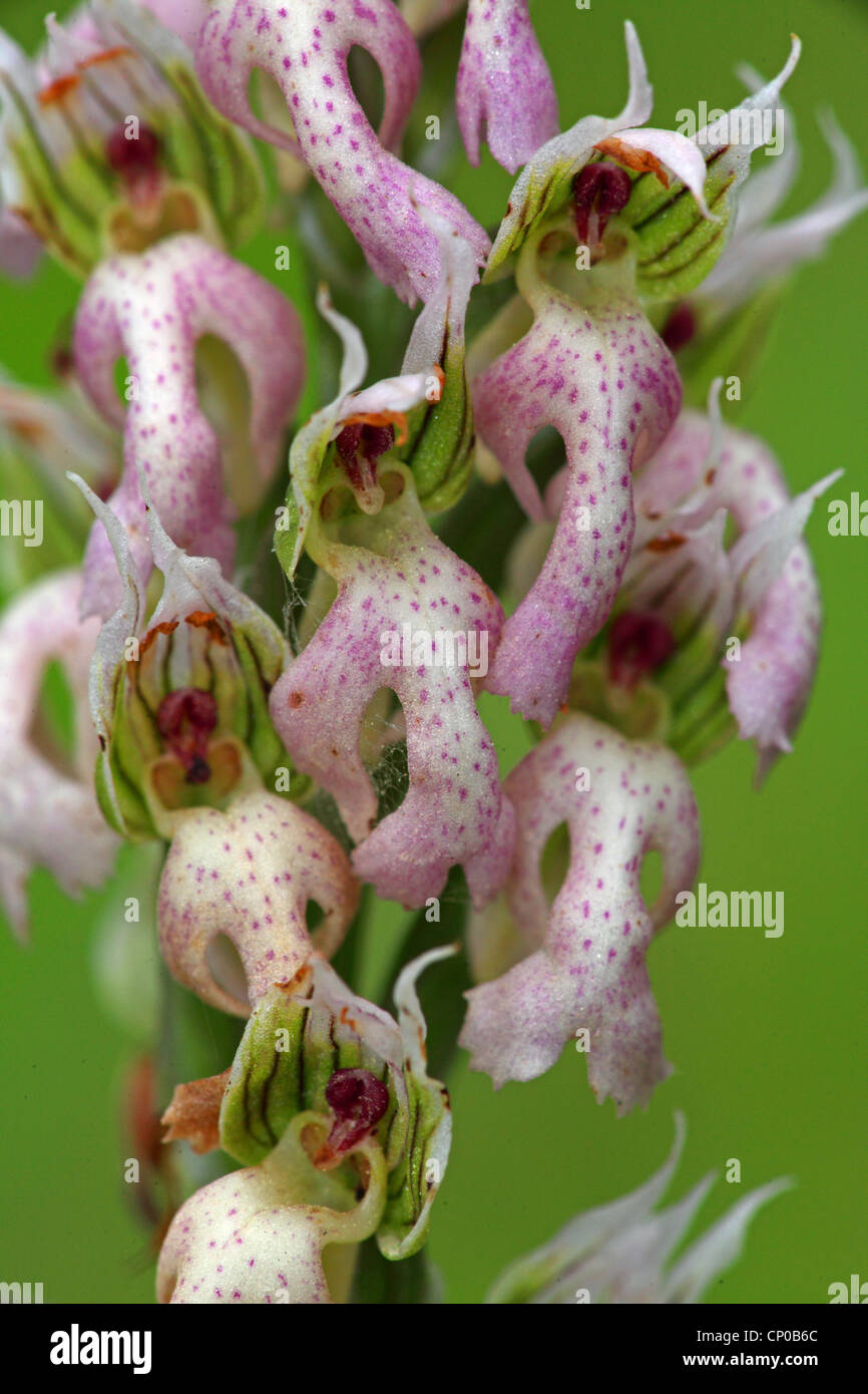 Orchis Lactea (Orchis Lactea), Blumen, Griechenland, Lesbos Stockfoto