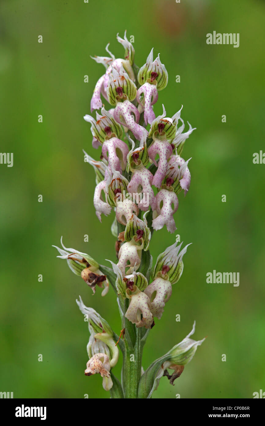 Orchis Lactea (Orchis Lactea), Blütenstand, Griechenland, Lesbos Stockfoto