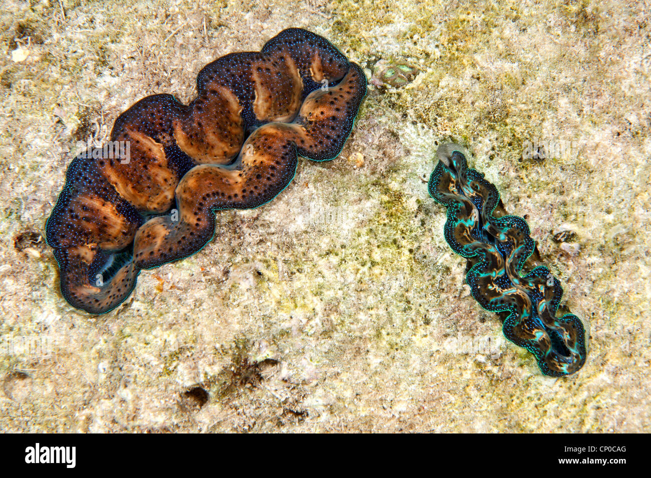 Zwei Jugendliche Riesenmuscheln, Tridacna sp, die in toten Korallen Rock im seichten Wasser wachsen. Stockfoto