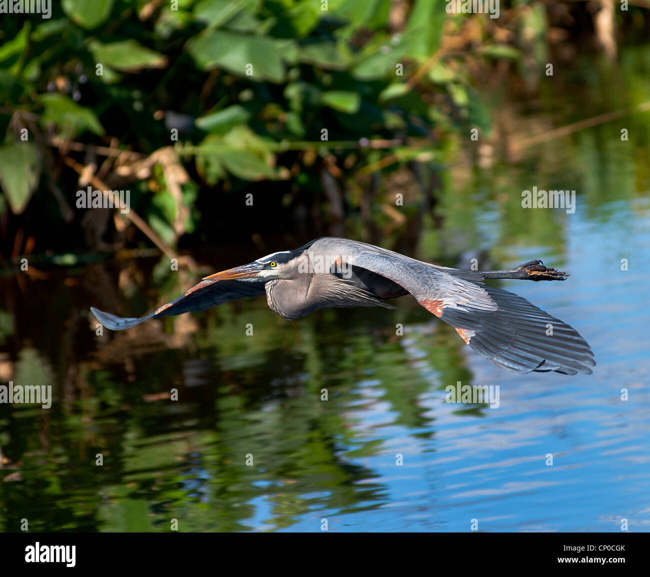 Great Blue Heron in Flug 2 Stockfoto