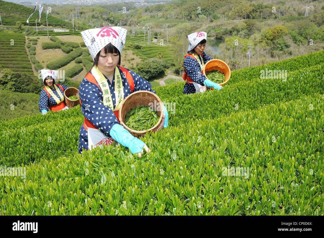 Frauen, die Teeblätter ernten Stockfoto