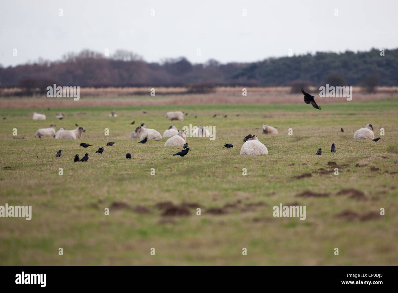 Saatkrähen (Corvus Frugilegus), Fütterung in Schafe weiden. Auf der Suche nach Insektenlarven und anderen Wirbellosen im Boden. Stockfoto