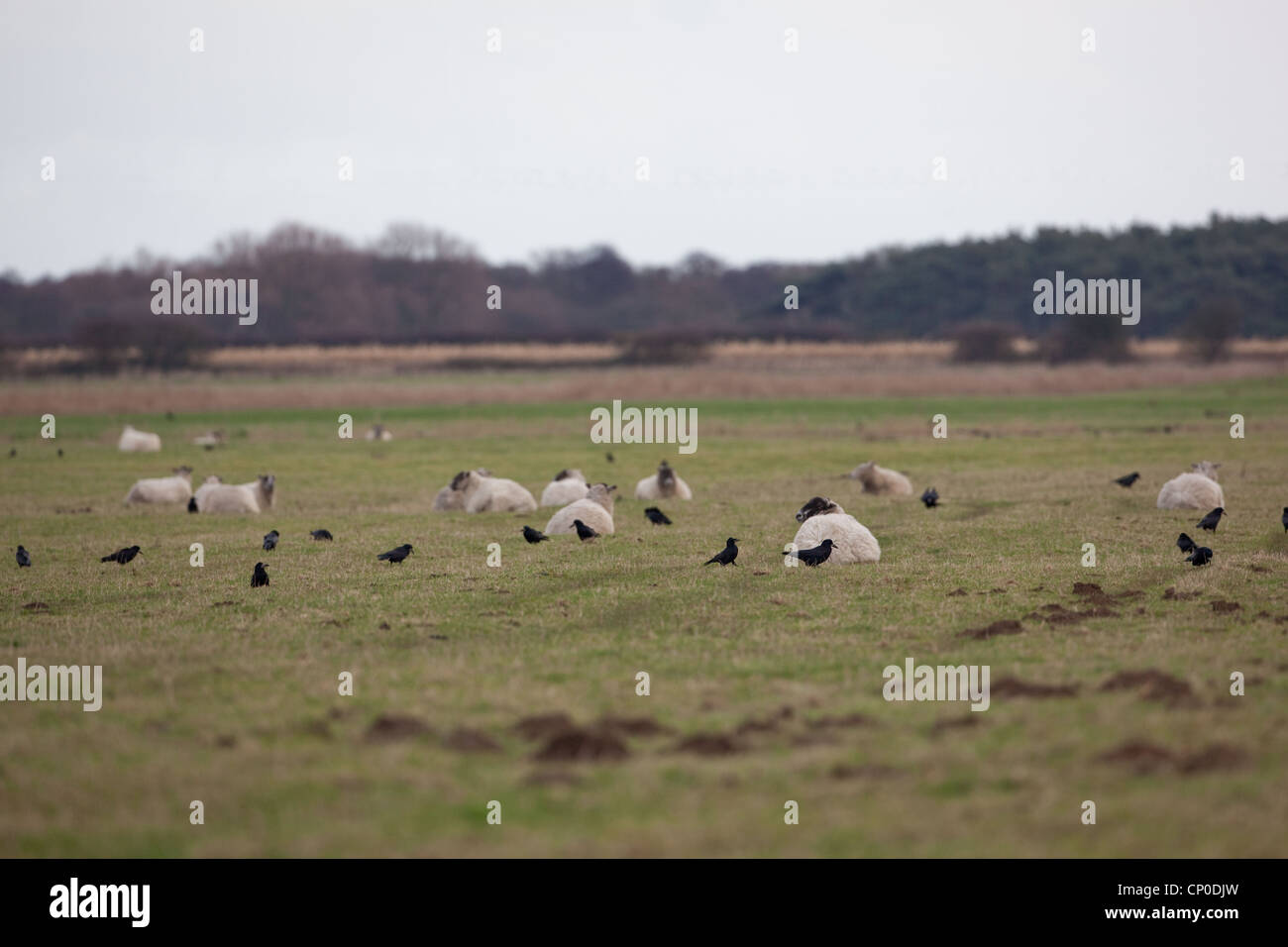 Saatkrähen (Corvus Frugilegus), Fütterung in Schafe weiden. Auf der Suche nach Insektenlarven und anderen Wirbellosen im Boden. Stockfoto