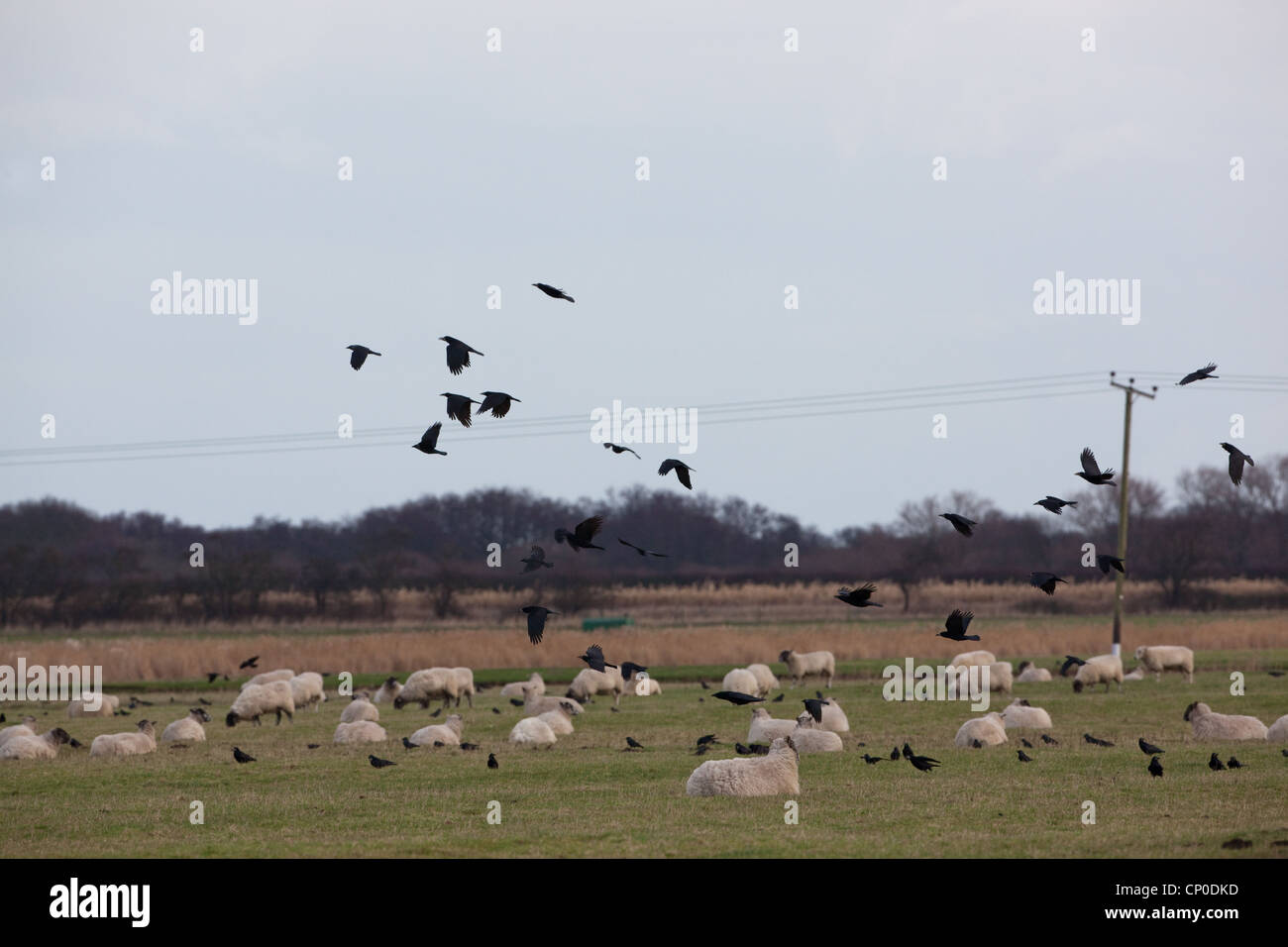 Saatkrähen (Corvus Frugilegus), Fütterung in Schafe weiden. Auf der Suche nach Insektenlarven und anderen Wirbellosen im Boden. Stockfoto