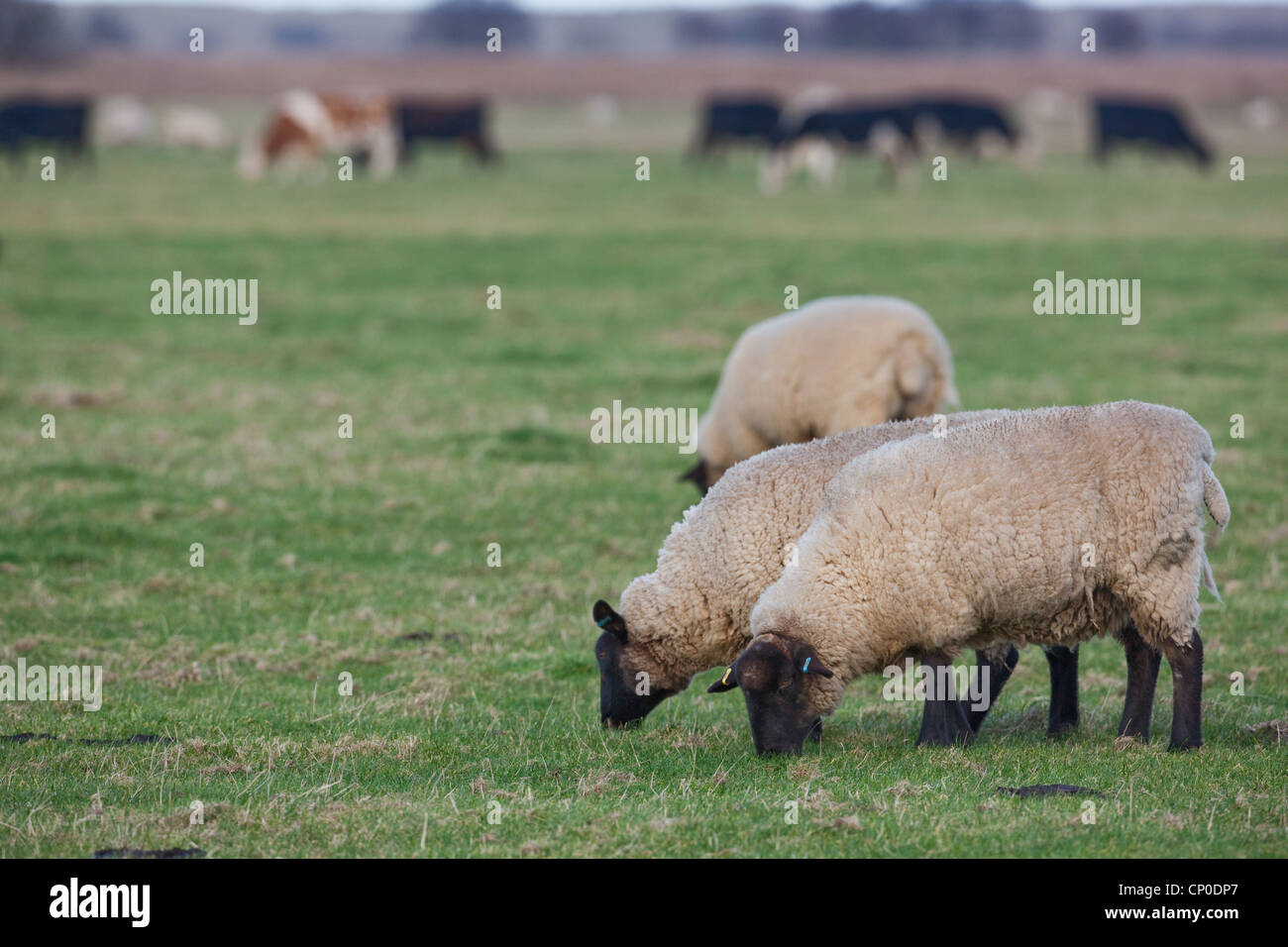 Schafe (Ovis Aries). Suffolk überqueren, auf kurzen Rasen Wiese grasen. Kurzen Rasen dieser Länge ist attraktiv für Wildgänse. Stockfoto