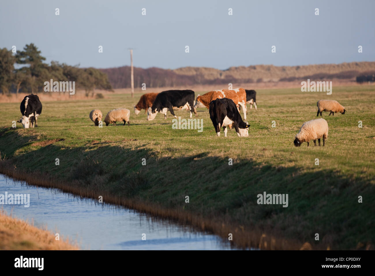 Schafe (Ovis Aries) und Vieh (Bos Taurus), auf kurze Grasnarbe Grünland. Diese Länge ist attraktiv für Wildgänse. Norfolk. Stockfoto