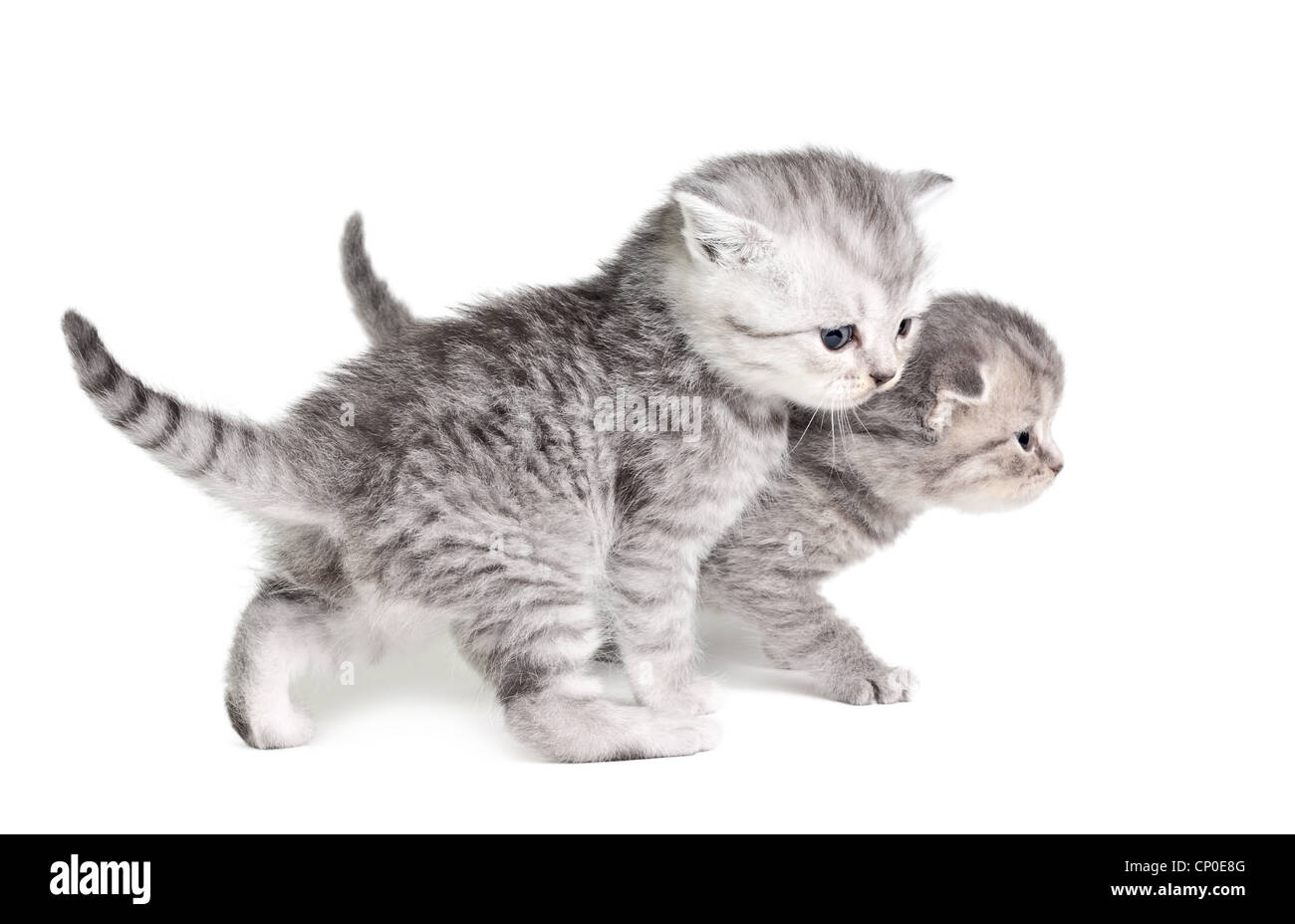 Zwei kleine Kätzchen, die isoliert auf dem weißen Stockfoto