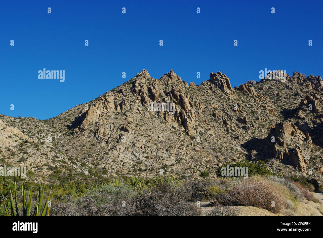 Pflanzen, Felsen und blauem Himmel, Nevada-Wüste Stockfoto