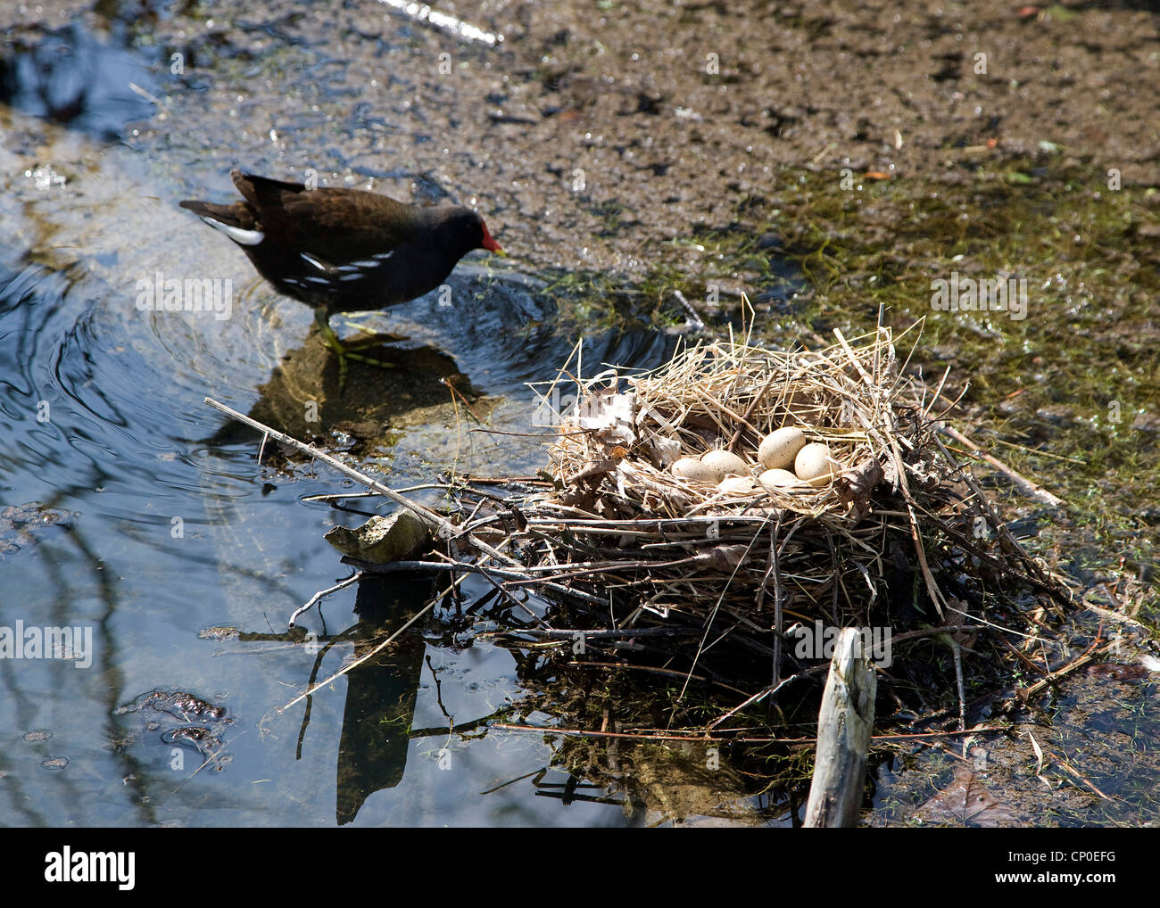 Teichhuhn tendenziell ein Nest mit Eiern Stockfoto