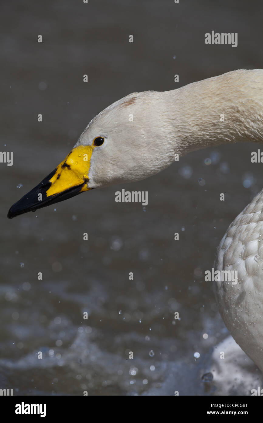 Singschwan (Cygnus Cygnus). Baden. Stockfoto