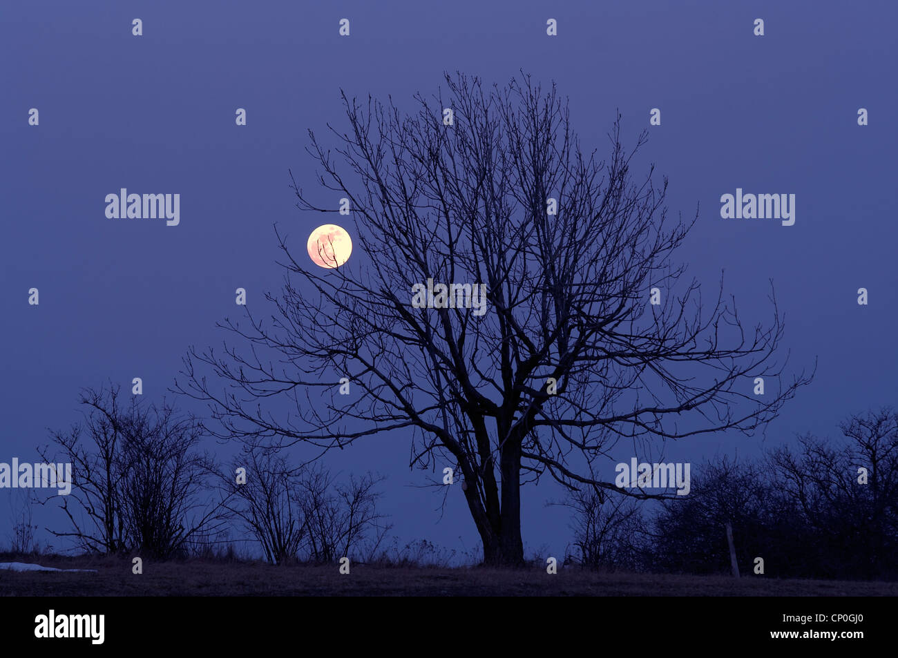 Einsamer Baum und Vollmond - Nacht-Szene Stockfoto