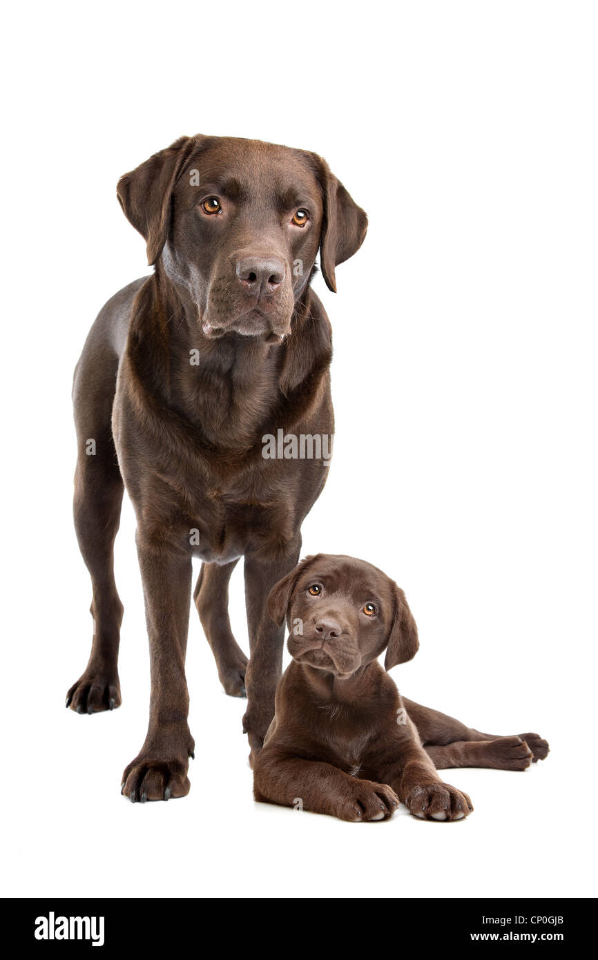 Chocolate Labrador Erwachsene und Welpen vor einem weißen Hintergrund Stockfoto