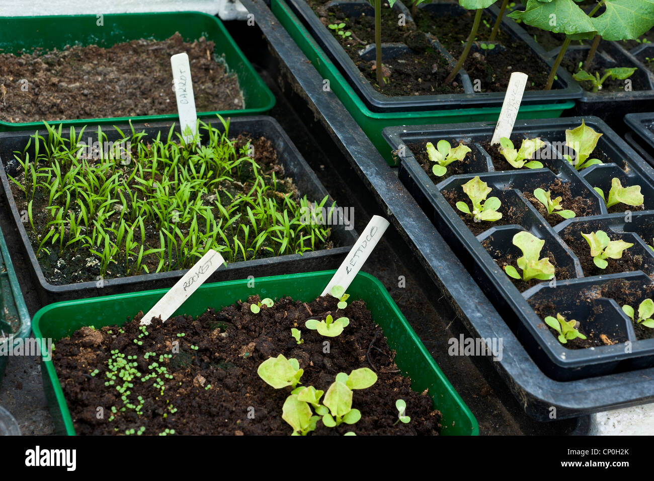 Fächer der Sämlinge in einem Garten Gewächshaus einschließlich Salat Stangenbohnen Karotten Stockfoto