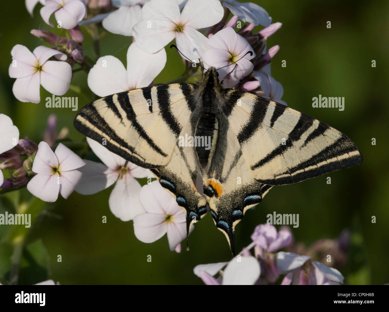 Ein Schwalbenschwanz-Schmetterling auf einer Blüte Stockfoto