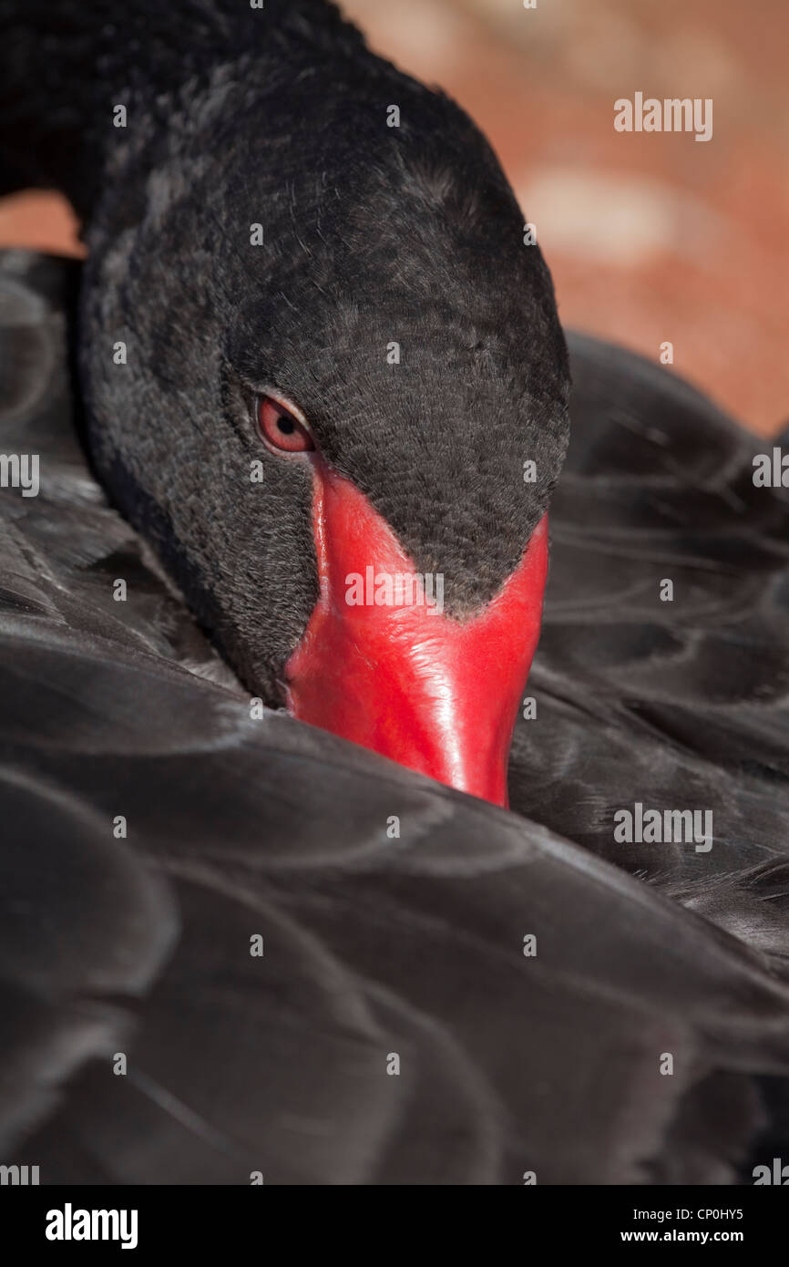 Black Swan (Cygnus olor).  Kopf und Hals über Rücken, bill zwischen Flügeln, ruhen. Eingeborener nach Australien. Stockfoto