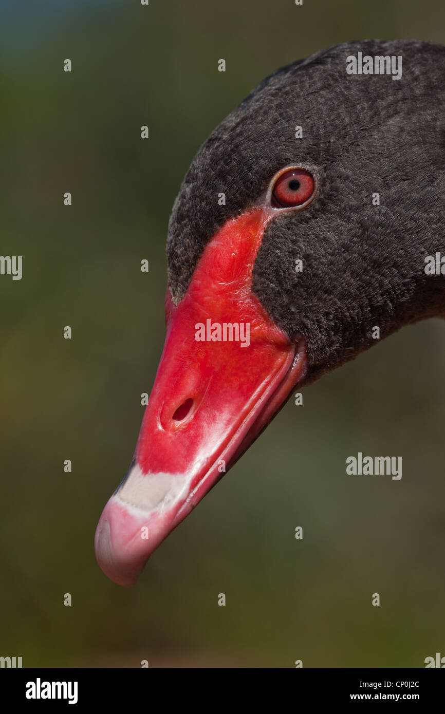 Black Swan (Cygnus olor). Kopf und Bill. Porträt. Stockfoto