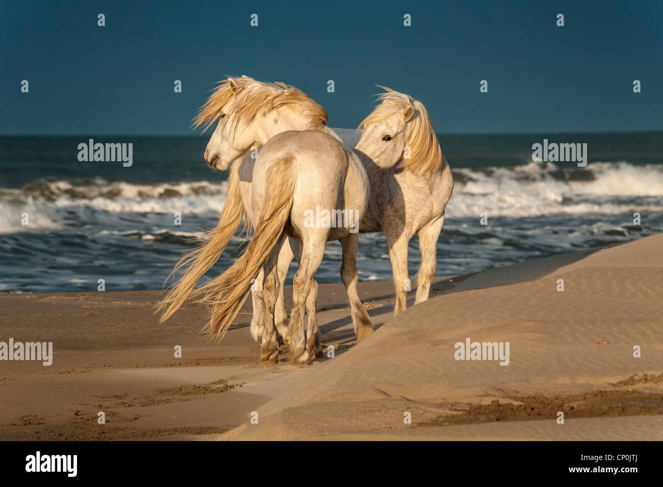 Zwei weiße Pferde auf einem sandigen Strand mit Meer im Hintergrund Stockfoto