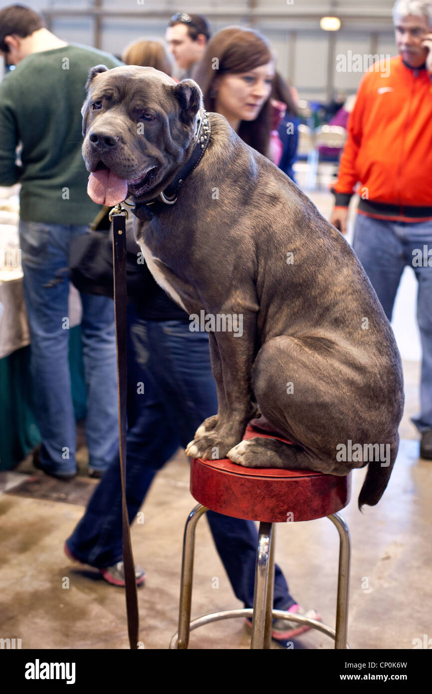American Kennel Club, AKC-Show in Chicago Stockfoto