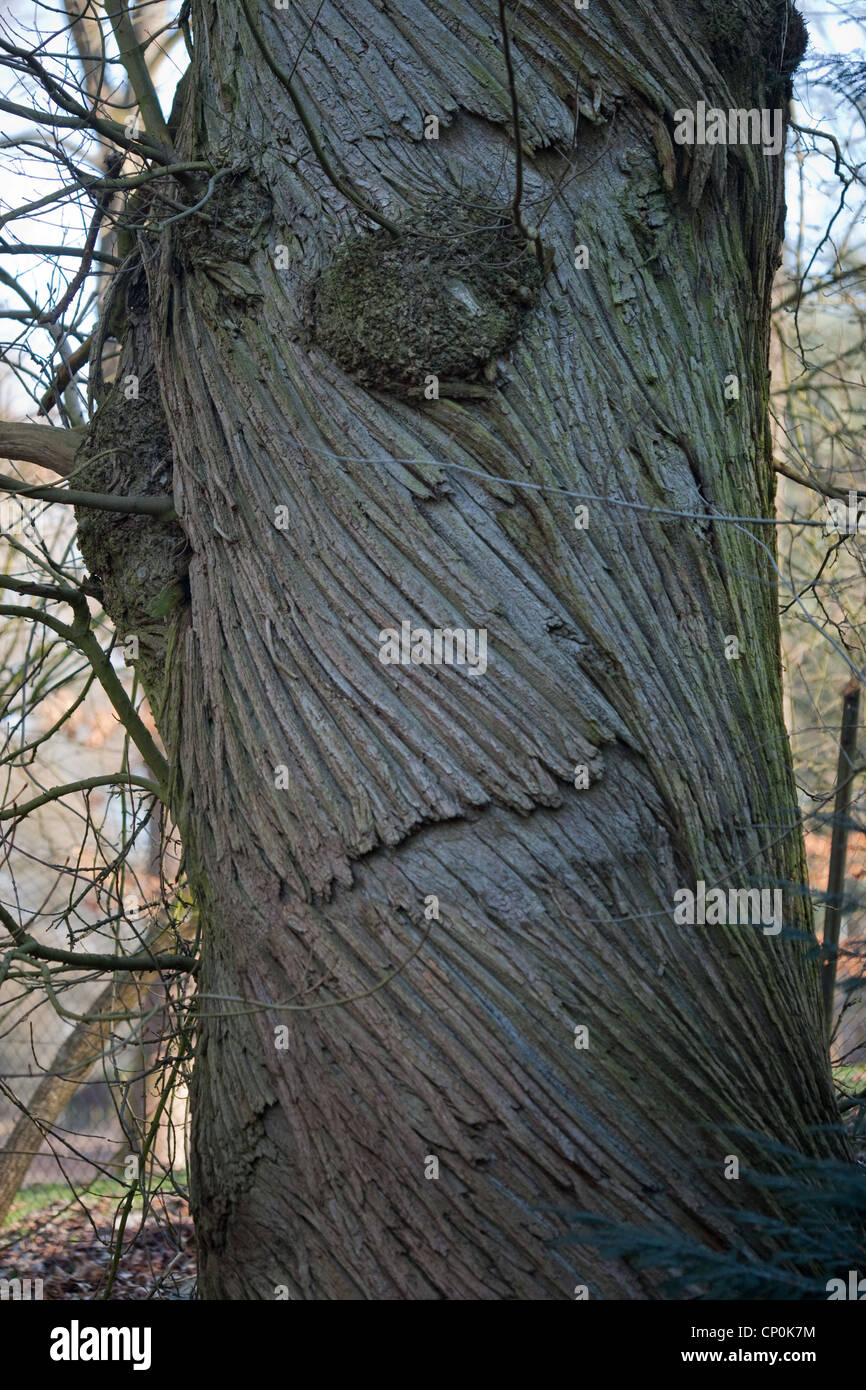 Edelkastanie (Castanea sativa). Stamm eines lebenden erwachsenen Baumes mit Spirale Fissuren. Sussex. Stockfoto