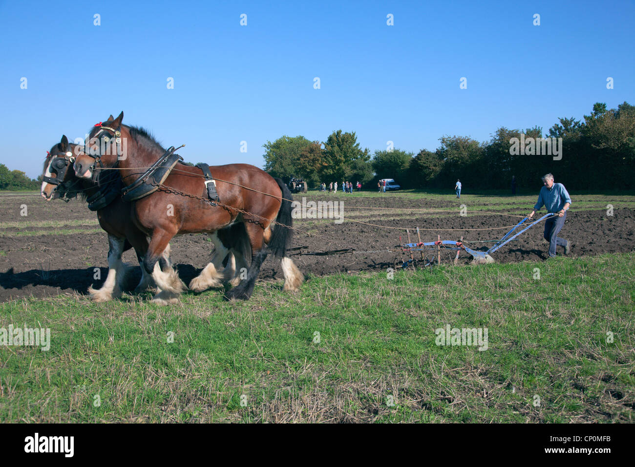Schweren Pferd Pflügen mit einem Clydesdale und zwei Shire horses Stockfoto