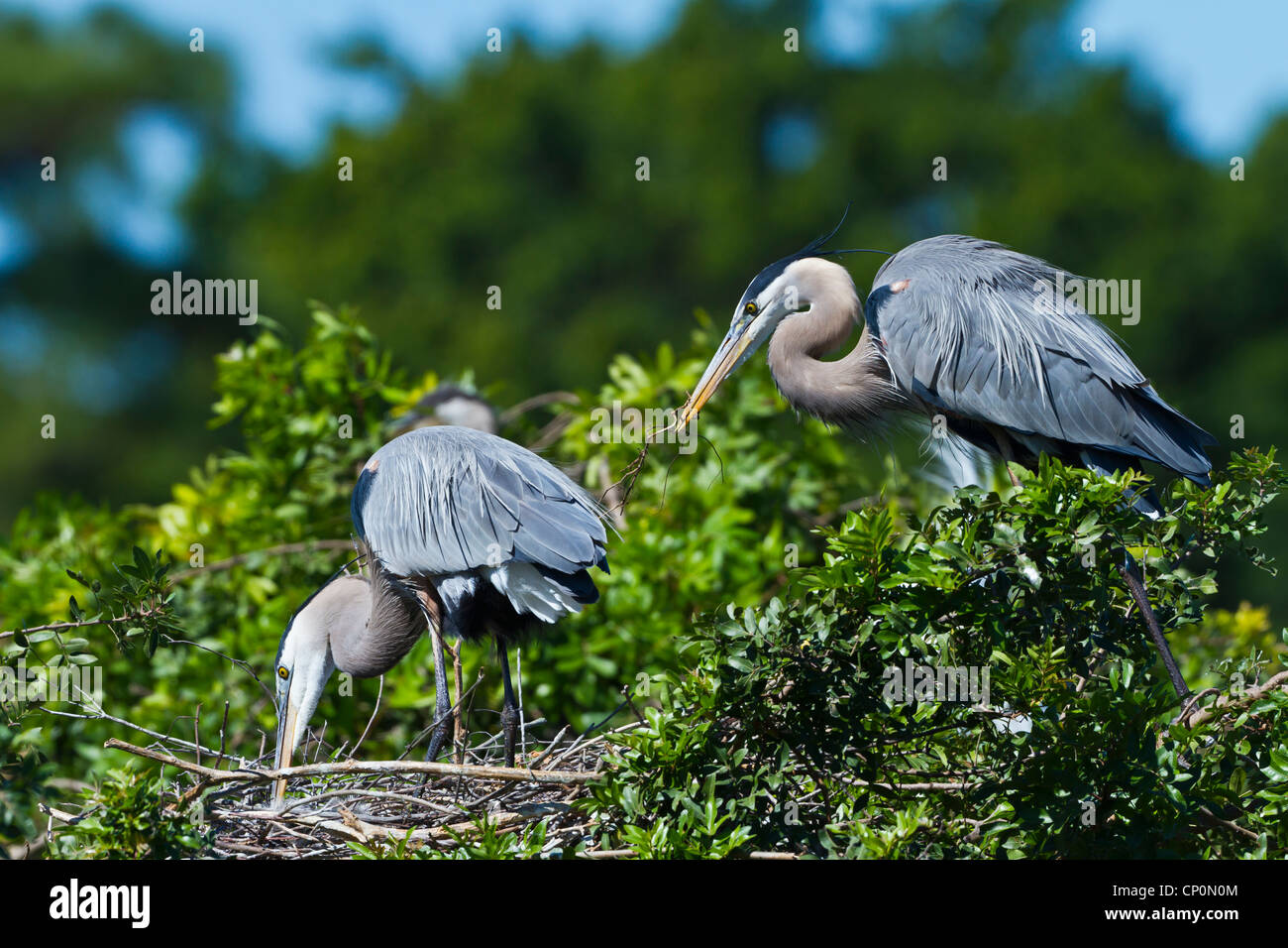 Great Blue Heron paar am Nest am Audubon Vogel Rookery in Venice, Florida, USA. Stockfoto