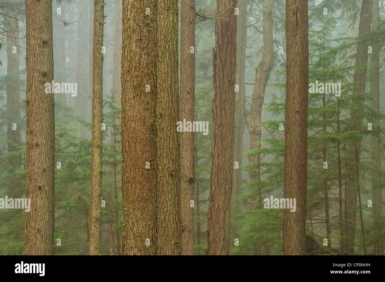 Nebel und Bäume im Wald, Mount Verfassung Moran State Park, Orcas Island, Washington. Stockfoto