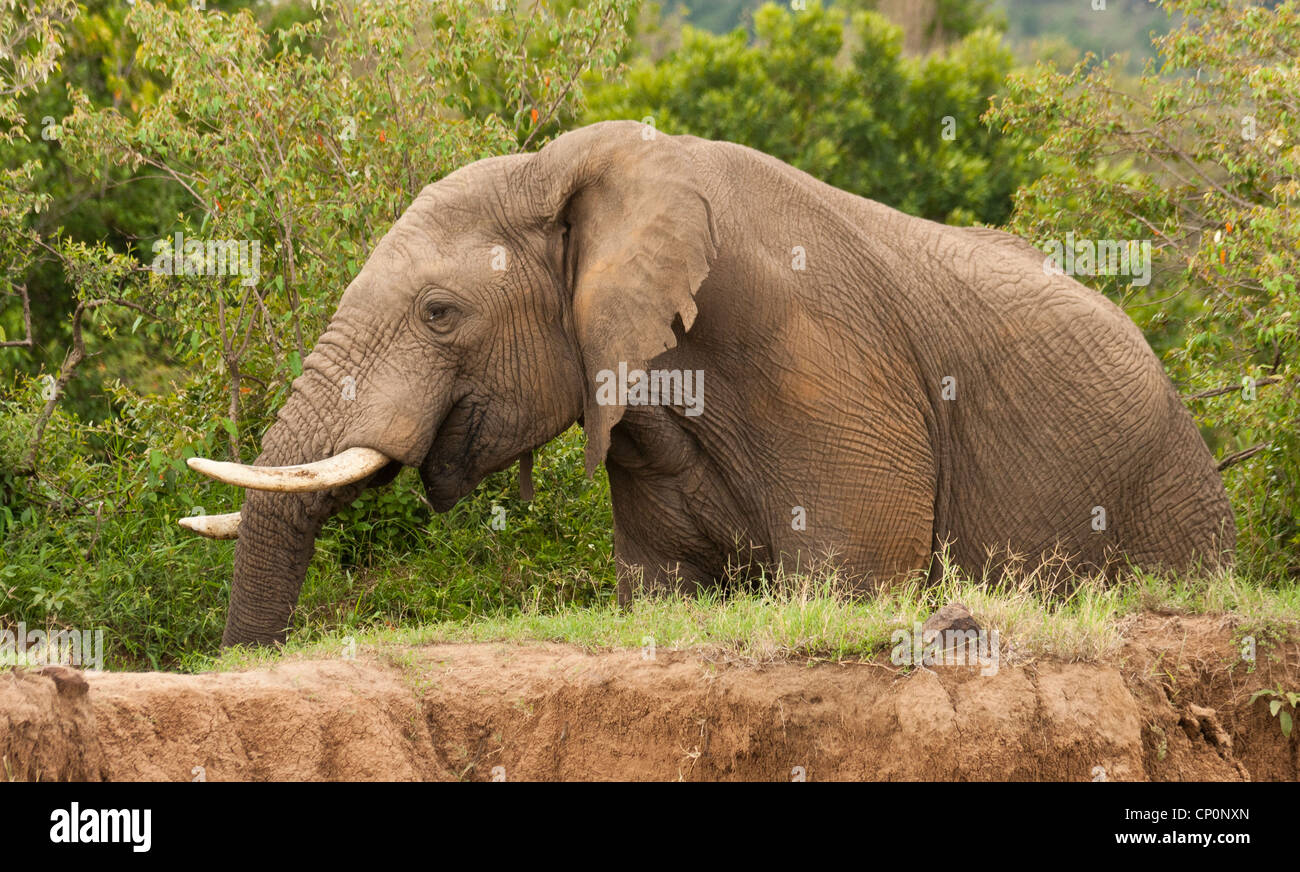 Afrikanischer Bush Elefant (Loxodonta Africana) Fütterung in der Masai Mara National Reserve, Kenia, Afrika. Stockfoto