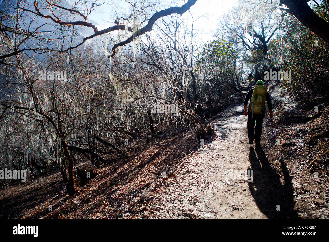 Trekking durch Flechten bedeckten Wald auf dem Weg nach Gokyo Ri Stockfoto