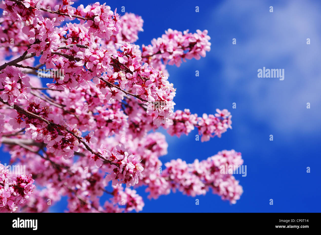 Rosa Kirschblüten mit geringer Tiefe von Feld und Himmel Hintergrund Stockfoto