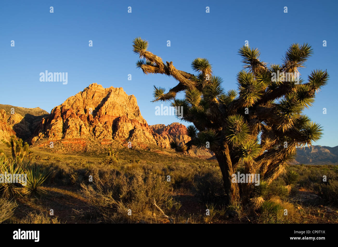 Joshua Tree und Mount Wilson auf der Red Rock Canyon Conservation Area beleuchtet vom Licht des Morgens Stockfoto