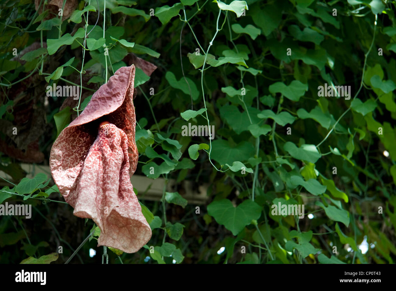 Aristolochia Gigantea im Glashaus, Christchurch Botanic Gardens. Stockfoto