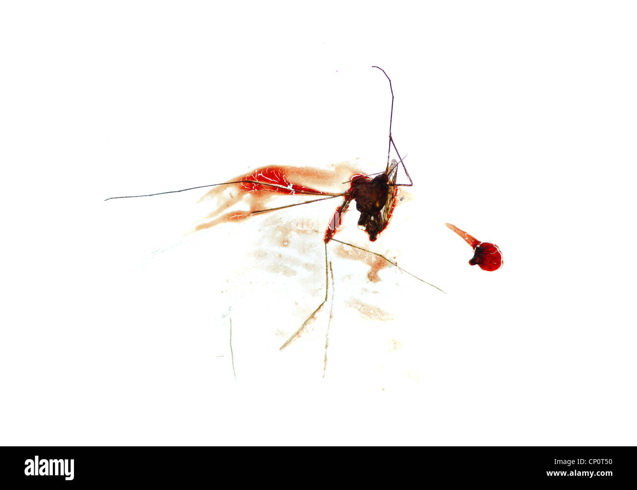 blutige Mücke zerquetscht auf Glas mit hellem Hintergrund Stockfoto