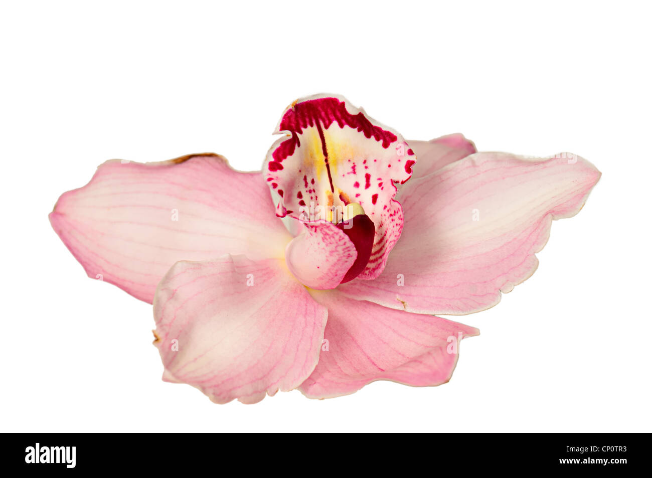 Die rosa Orchidee auf weißem Hintergrund fotografiert Stockfoto