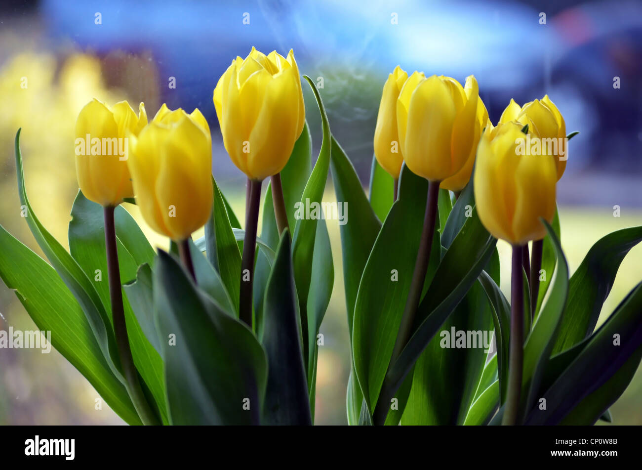 Eine Reihe von gelben Tulpen Stockfoto