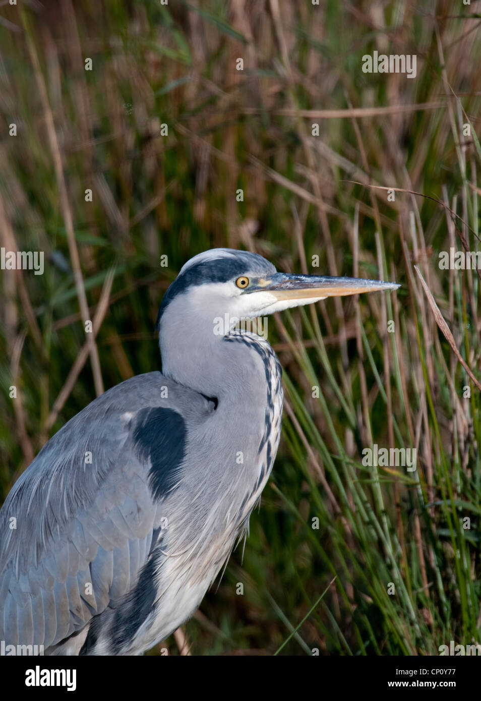 Portraitaufnahme von Grey Heron, in Marazion Marsh, Cornwall Stockfoto