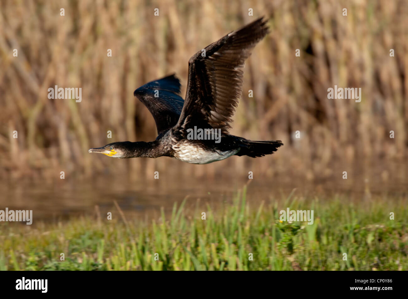 Phalacrocorax Fuscicollis, Kormoran im Flug über Marazion marsh Stockfoto